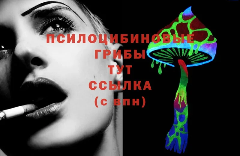 Псилоцибиновые грибы Psilocybe  Сыктывкар 